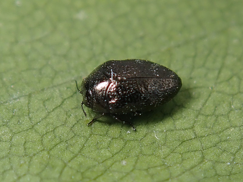 Buprestidae: Trachys sp.